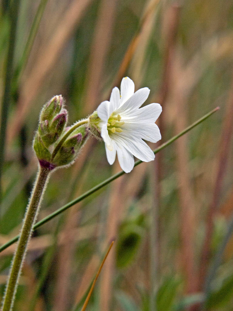 Native Chickweed