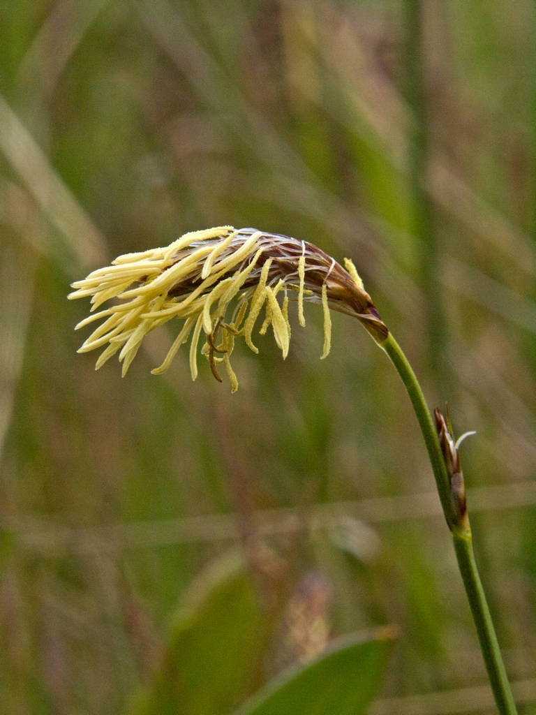 Sedge