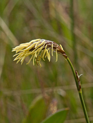 Sedge