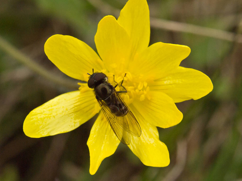 California Buttercup