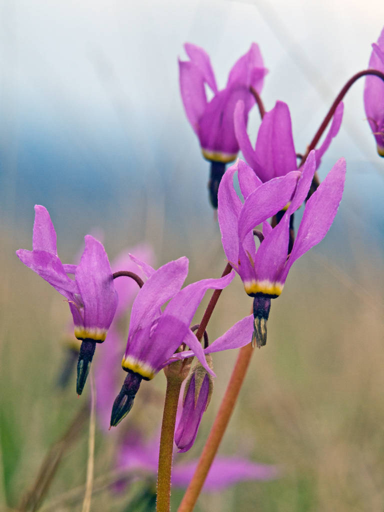 Henderson's Shooting Star