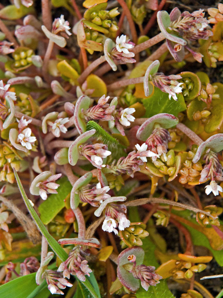 Pallid Claytonia