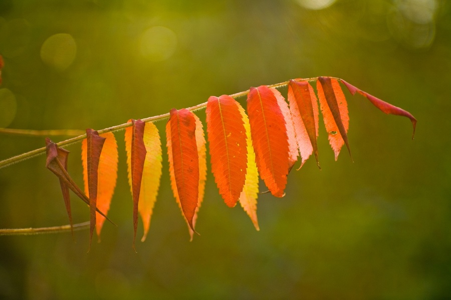 Fall at Highland Park