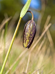 Chocolate Lily