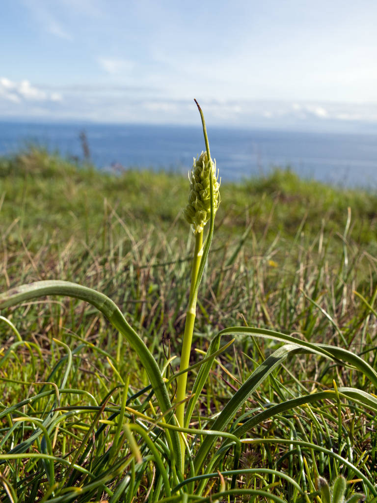 Death Camas