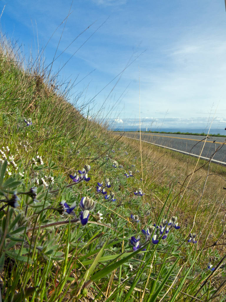 Roadside Flowers