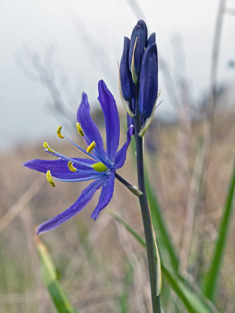 Camas