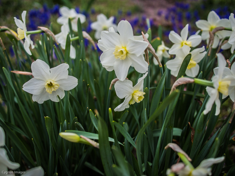 Daffodils