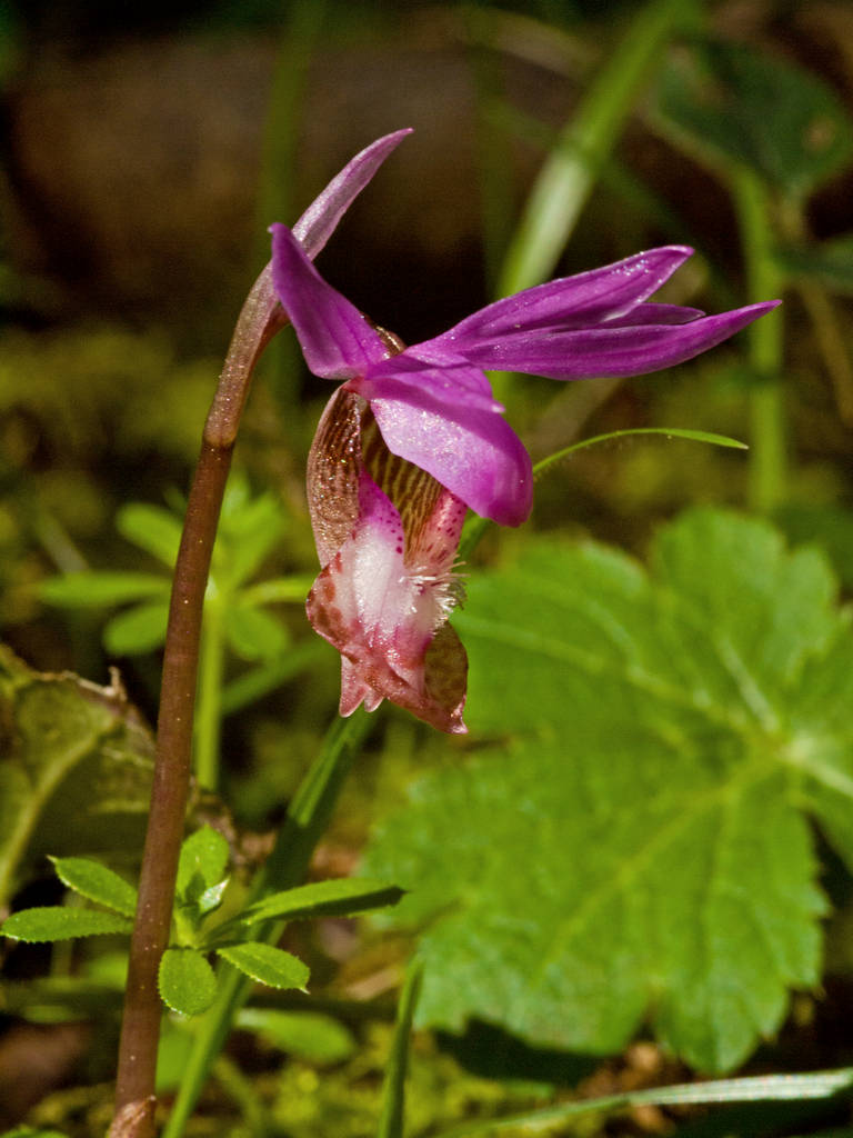 Calypso orchid