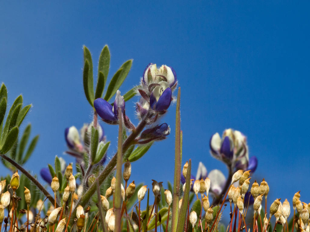 Bicolor lupine