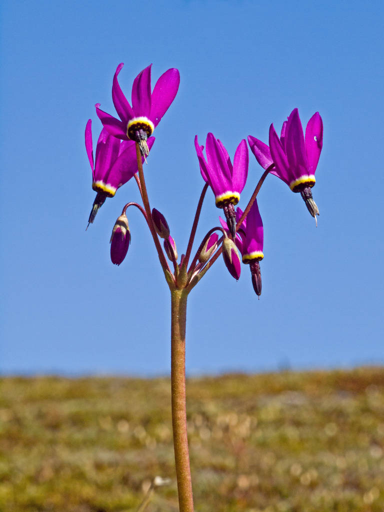 Henderson's Shooting Star