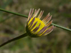 Panasonic 14-42 mm Z