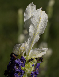 µ4/3 Extension Tubes