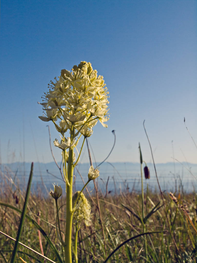 Death camas