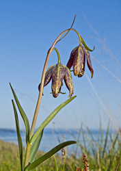 Chocolate lily