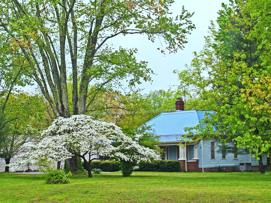 Scene from the South