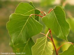 Leaves of black poplar.