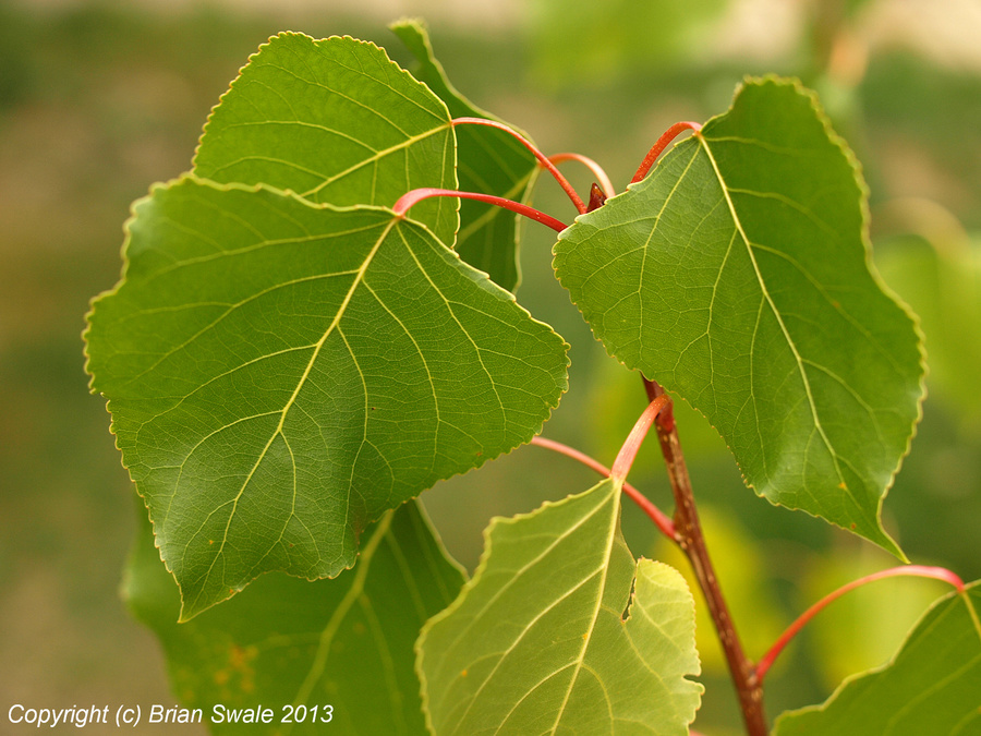 Leaves of black poplar.