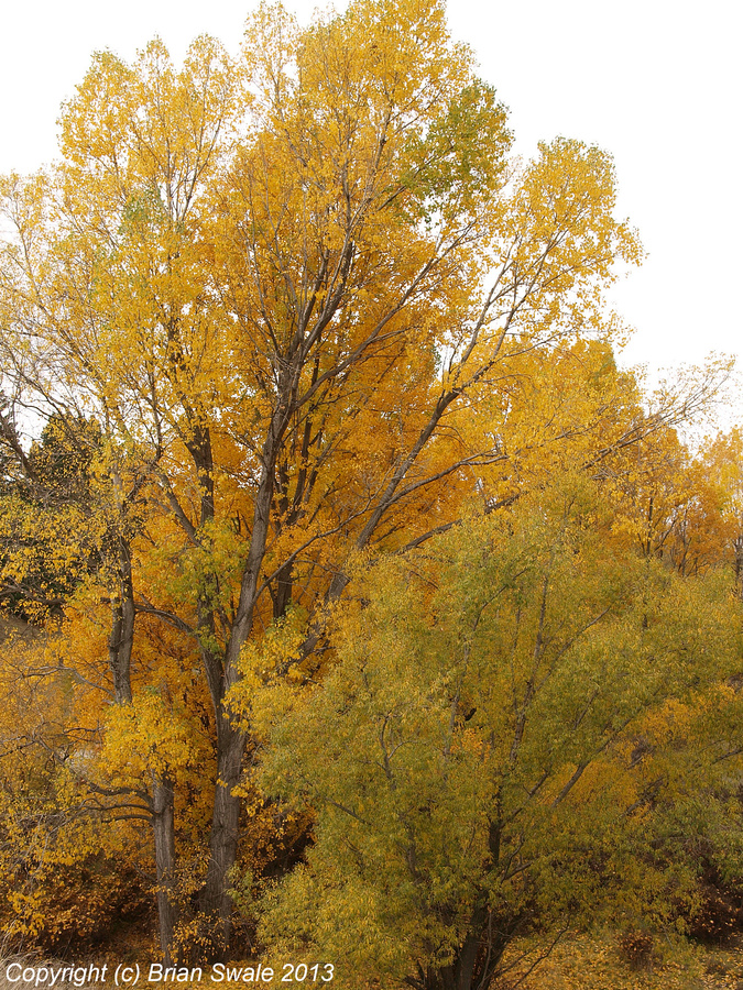 Crack willow