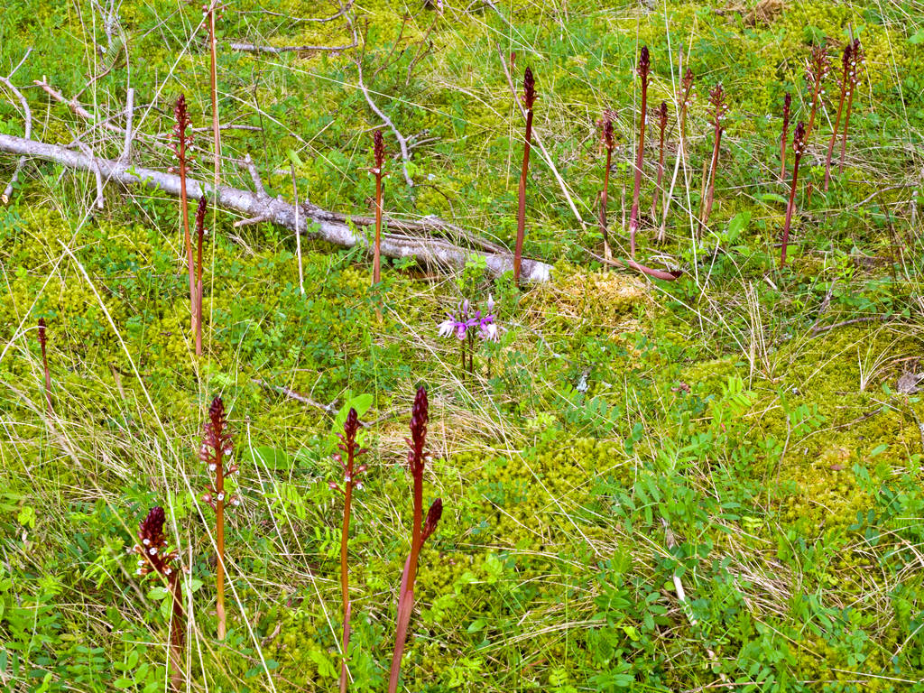 Spotted coralroot