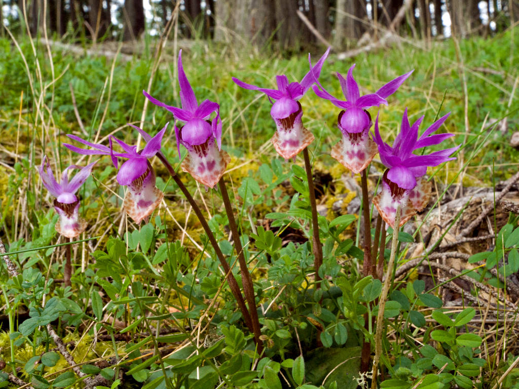 Calypso orchid