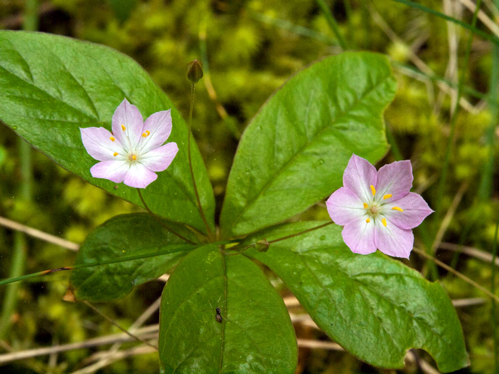 Broad-leaved starflower