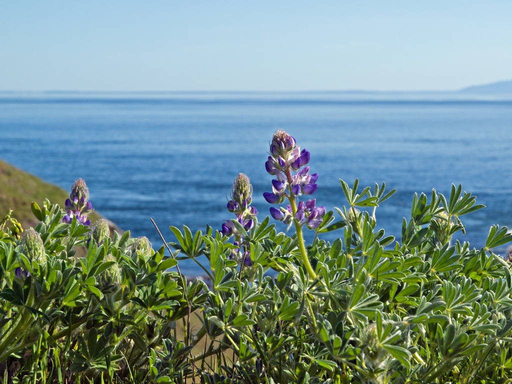 Seashore lupine