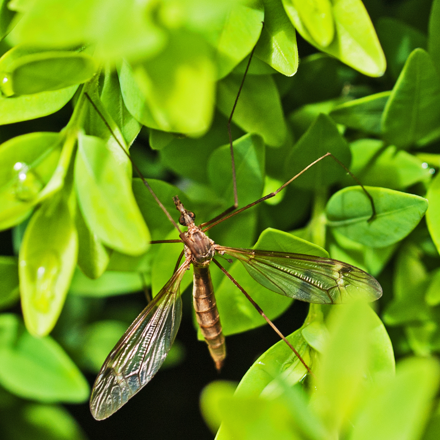 Crane Fly