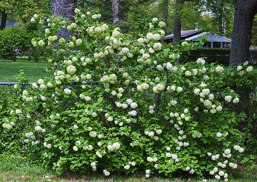 Snowball Bush 2013
