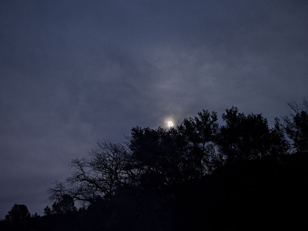 Moon Clears the Trees