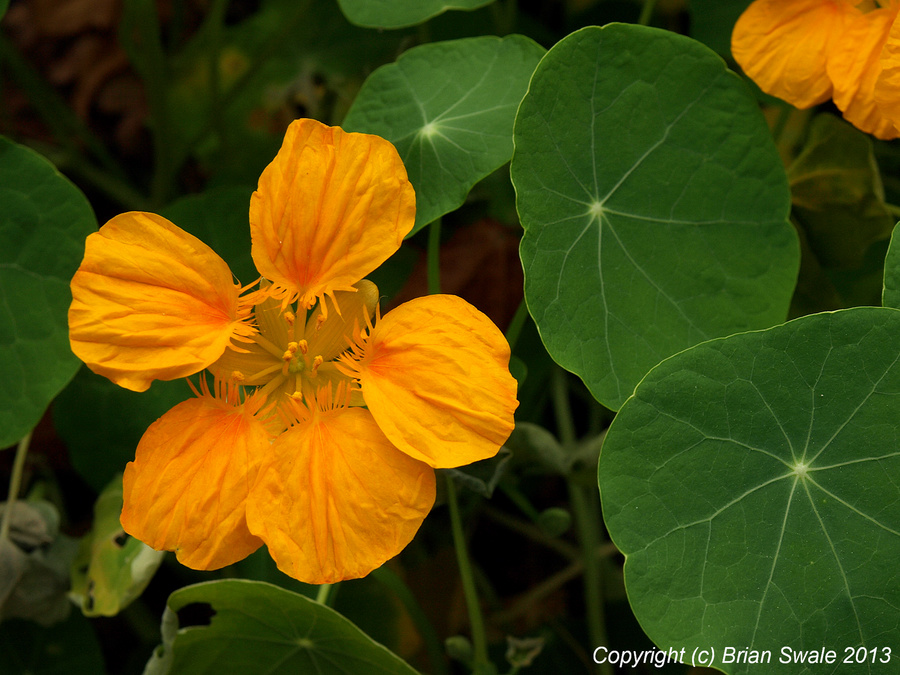 Nasturtium leaf and flower