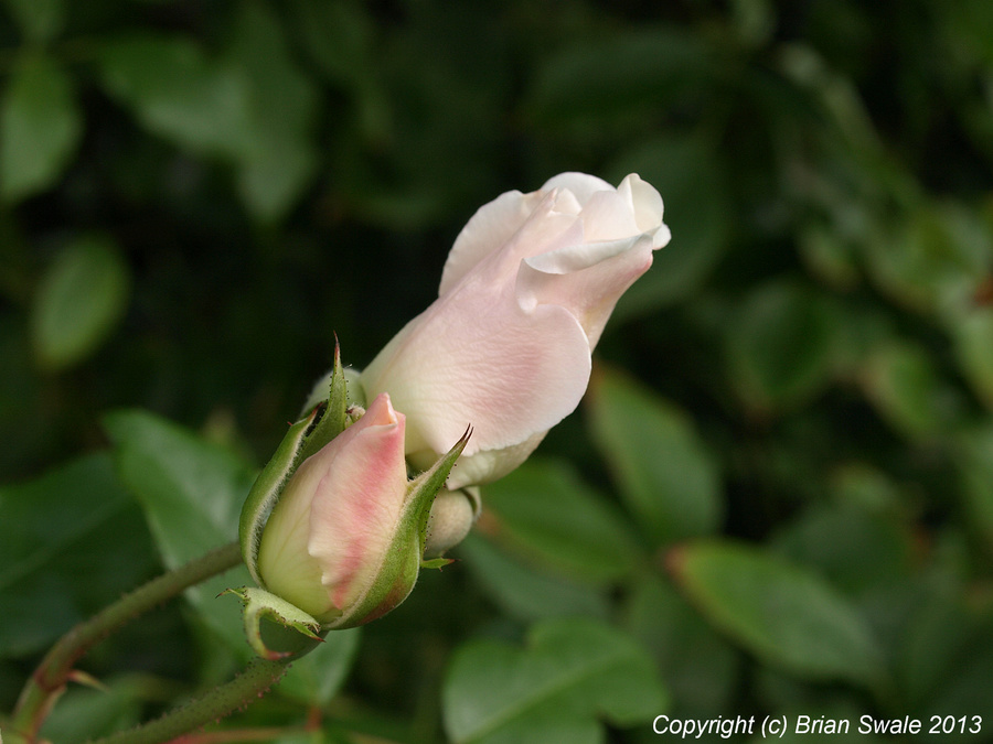 Late flowerbuds on "Iceberg" rose.