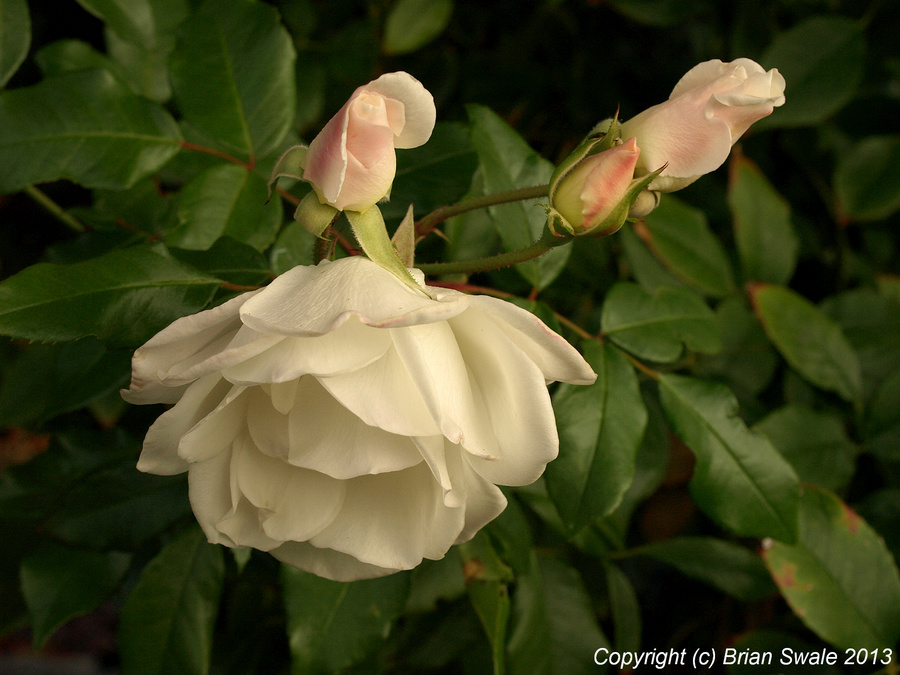 Flower and late flowerbuds on "Iceberg" rose.