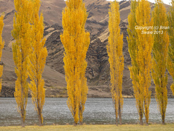 Lombardy poplars
