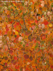 Aspen close-up