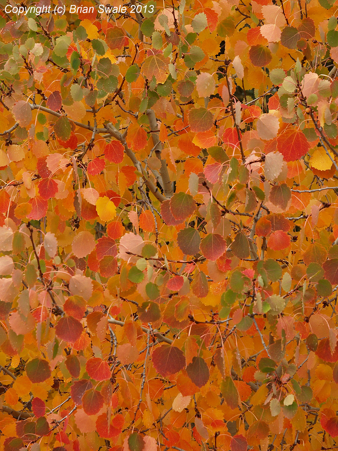 Aspen close-up