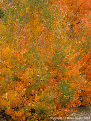 Aspen suckers.