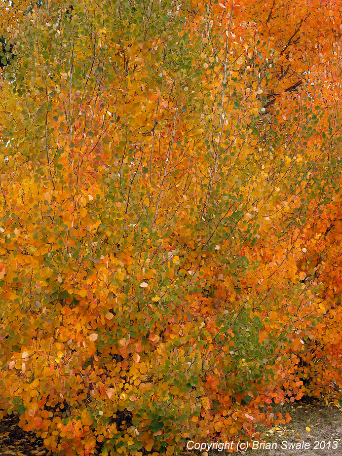 Aspen suckers.