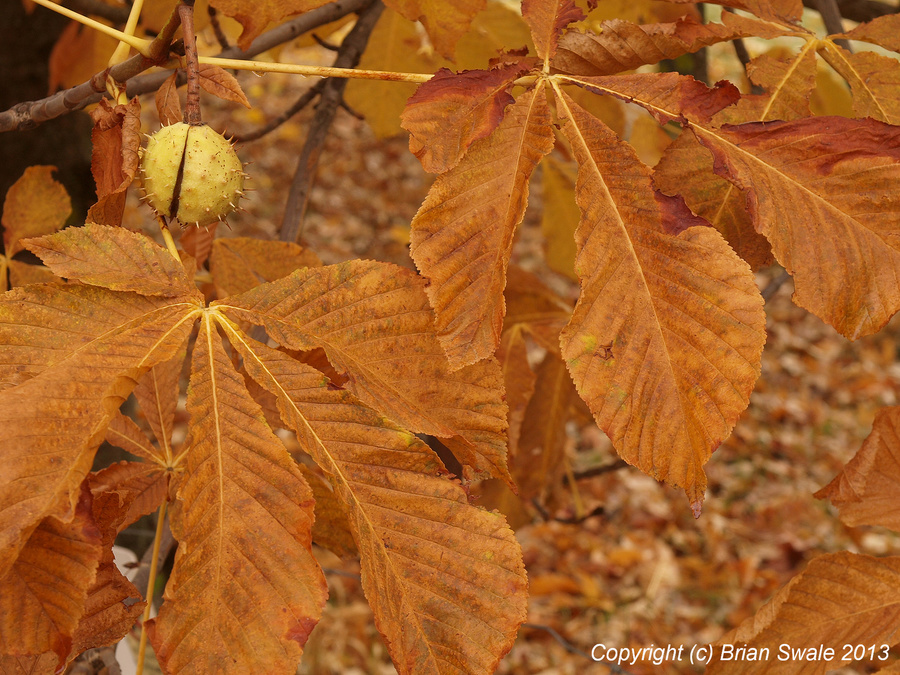 Horse chestnut, autumn leaves and fruit