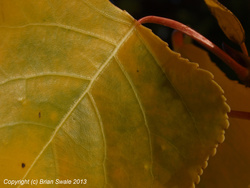 The same poplar leaves.