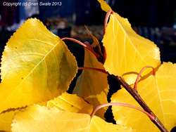 Leaves now coloured up.