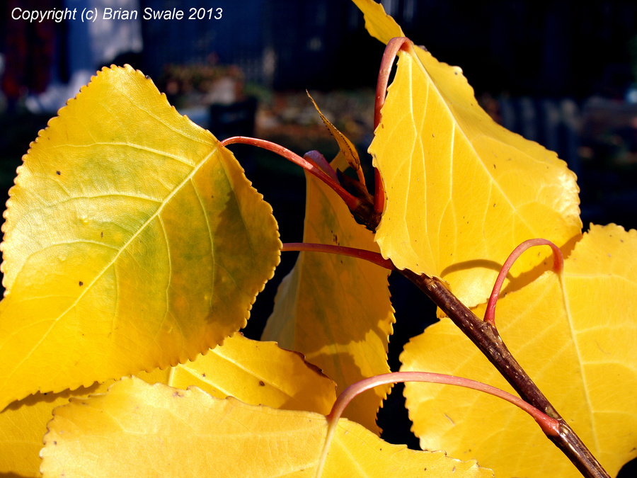 Leaves now coloured up.