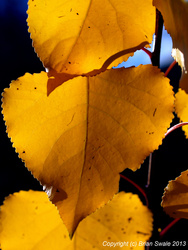 Poplar leaves final few days.