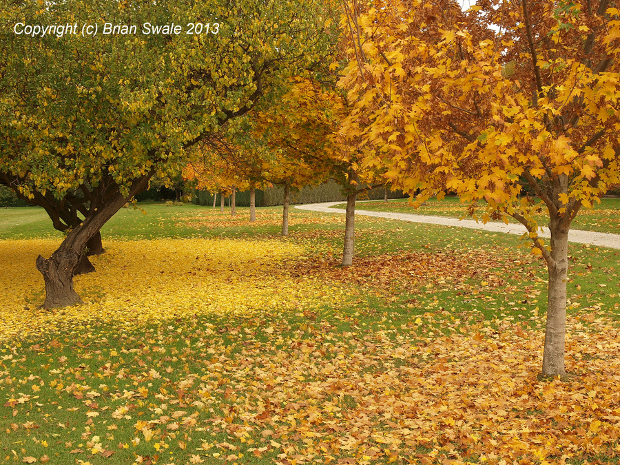 Autumn along Dunstan Road