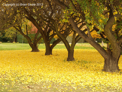 Autumn along Dunstan Road