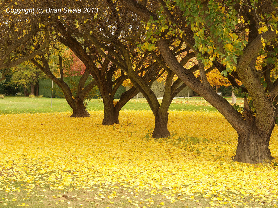 Autumn along Dunstan Road