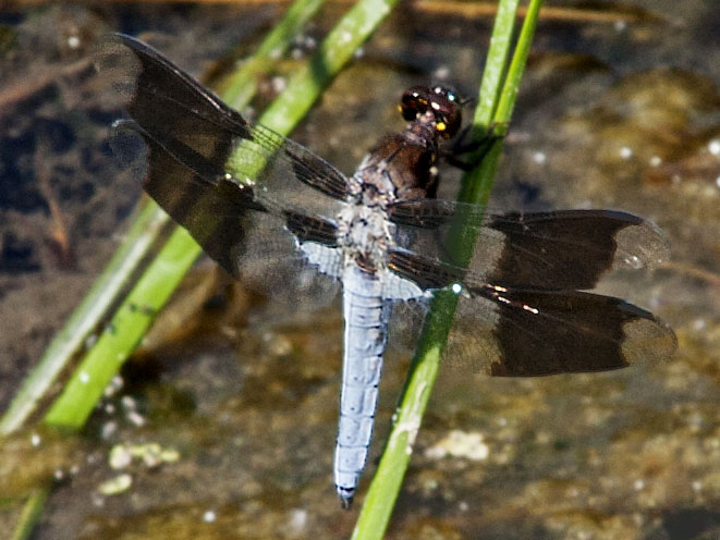 Dragonfly, Klamath River, CA