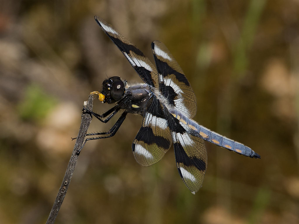 Dragonfly, Quarry Hill Garden, Sonoma Valley, CA