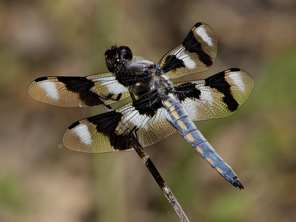 Dragonfly, Quarry Hill Garden, Sonoma Valley, CA