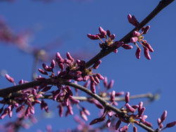 American Redbud - P5040478e